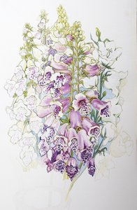 Foxgloves and White Campanulas by Joan Thewsey